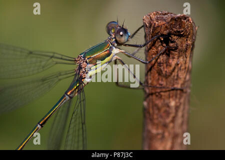 Imago Houtpantserjuffer; adulto Western Willow Spreadwing; Foto Stock