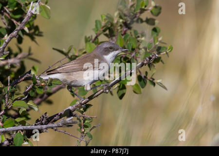 Hume's Whitethroat - Eibischgrasmücke - Sylvia althaea, Kazakistan, per adulti Foto Stock