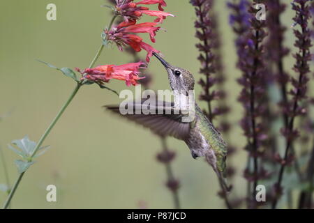 Donna Anna alimentazione Hummingbird sui fiori Foto Stock