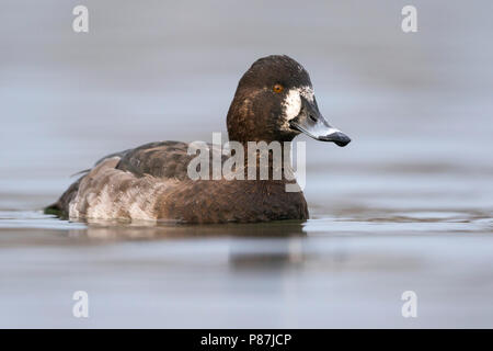 Hybrid Pochard comune x Moretta, ibrido Kuifeend x Tafeleend, Aythya ferina x A. fuligula, Francia, femmina adulta Foto Stock