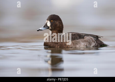 Hybrid Pochard comune x Moretta, ibrido Kuifeend x Tafeleend, Aythya ferina x A. fuligula, Francia, femmina adulta Foto Stock