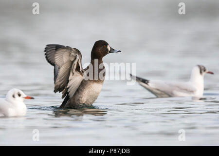 Hybrid Pochard comune x Moretta, ibrido Kuifeend x Tafeleend, Aythya ferina x A. fuligula, Francia, femmina adulta Foto Stock