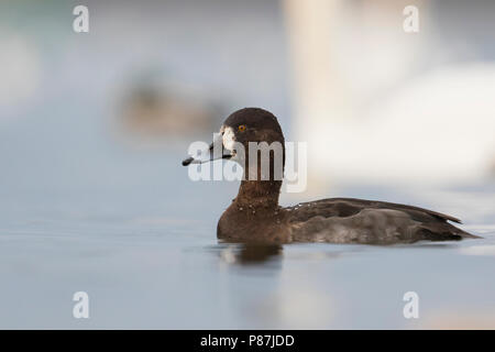 Hybrid Pochard comune x Moretta, ibrido Kuifeend x Tafeleend, Aythya ferina x A. fuligula, Francia, femmina adulta Foto Stock