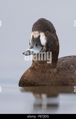 Hybrid Pochard comune x Moretta, ibrido Kuifeend x Tafeleend, Aythya ferina x A. fuligula, Francia, femmina adulta Foto Stock