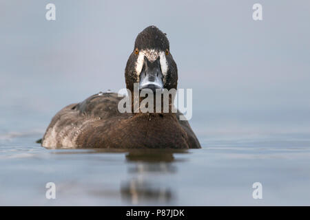 Hybrid Pochard comune x Moretta, ibrido Kuifeend x Tafeleend, Aythya ferina x A. fuligula, Francia, femmina adulta Foto Stock