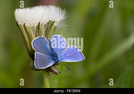 Icarusblauwtje opwarmend, riscaldamento a farfalla Foto Stock