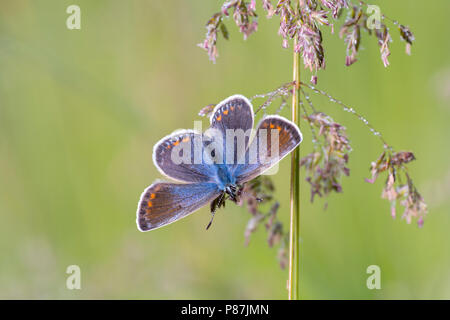 Icarusblauwtje opwarmend, riscaldamento a farfalla Foto Stock