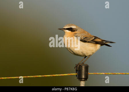 Culbianco - Steinschmätzer - Oenanthe oenanthe ssp. oenanthe, Germania, maschio adulto Foto Stock