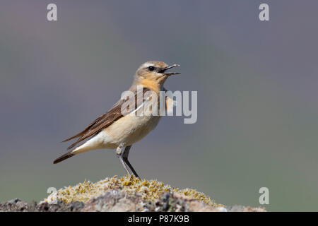 Culbianco, Tapuit, Oenanthe oenanthe ssp. leucorhoa, Islanda, femmina adulta Foto Stock