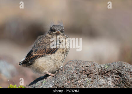 Culbianco, Tapuit, Oenanthe oenanthe ssp. leucorhoa, Islanda, capretti Foto Stock