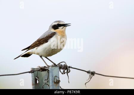 Culbianco - Steinschmätzer - Oenanthe oenanthe ssp. oenanthe, Germania, maschio adulto Foto Stock