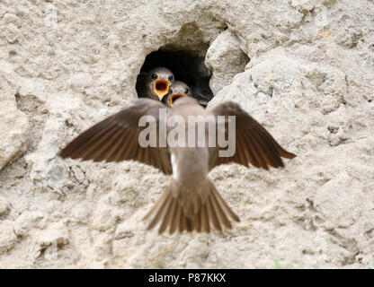 Oeverzwaluw bij nido; sabbia nesting martins Foto Stock