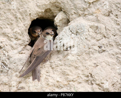 Oeverzwaluw bij nido; sabbia nesting martins Foto Stock