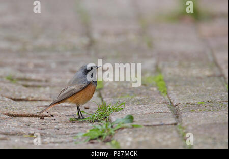 Eastern codirosso spazzacamino, Oosterse Zwarte Roodstaart, Phoenicurus ochruros phoenicuroides Foto Stock