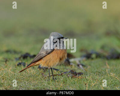 Eastern codirosso spazzacamino, Oosterse Zwarte Roodstaart, Phoenicurus ochruros phoenicuroides Foto Stock