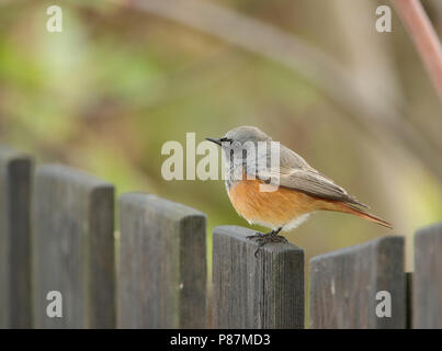 Eastern codirosso spazzacamino, Oosterse Zwarte Roodstaart, Phoenicurus ochruros phoenicuroides Foto Stock