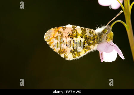 Oranje tipje / arancio punta (Anthocharis cardamines) Foto Stock