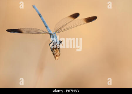 Imago Oriëntjuffer; adulto' odalisca Foto Stock