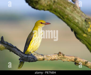 Rigogolo Ungheria possono Oriolus oriolus Foto Stock