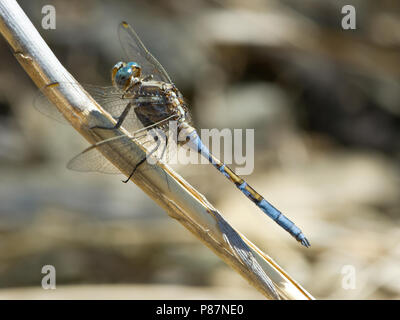 Mannetje Epauletoeverlibel, Maschio Orthetrum chrysostigma Foto Stock