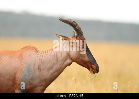 Ritratto di topi Foto Stock