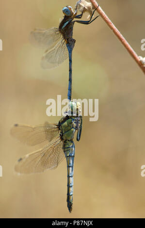 Mannetje Epauletoeverlibel in tandem incontrato vrouwtje Gewone oeverlibel, Femmina Orthetrum cancellatum e chrysostigma maschio in tandem Foto Stock