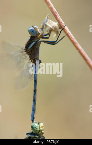 Mannetje Epauletoeverlibel in tandem incontrato vrouwtje Gewone oeverlibel, Femmina Orthetrum cancellatum e chrysostigma maschio in tandem Foto Stock