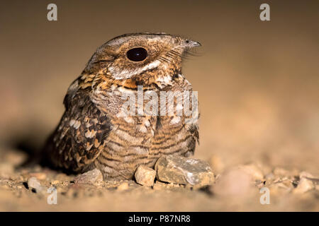 Rosso Colli, Nightjar Moorse Nachtzwaluw, Caprimulgus ruficollis Foto Stock