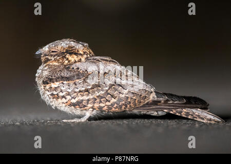 Rosso Colli, Nightjar Moorse Nachtzwaluw, Caprimulgus ruficollis Foto Stock