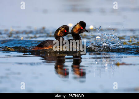 Nero-Svasso collo stagno tra acqua-crowfoo, Geoorde Fuut tussen de Grote waterranonkel Foto Stock