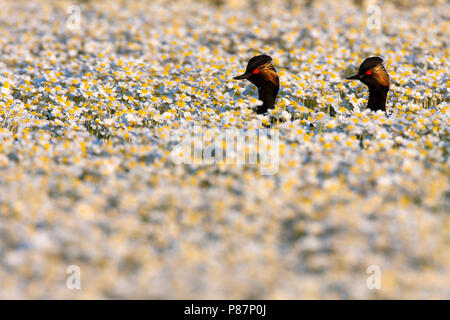 Nero-Svasso collo stagno tra acqua-crowfoo, Geoorde Fuut tussen de Grote waterranonkel Foto Stock