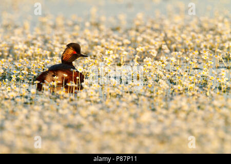 Nero-Svasso collo stagno tra acqua-crowfoo, Geoorde Fuut tussen de Grote waterranonkel Foto Stock