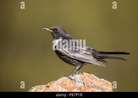 Ring Ouzel, Beflijster, Turdus torquatus alpestris Foto Stock