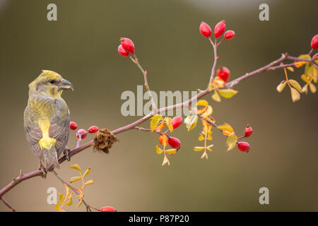 Red Crossbill, Kruisbek, Loxia curvirostra Foto Stock