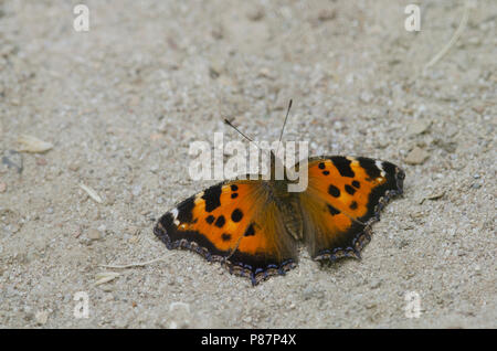 Oostelijke vos; giallo-gambe tartaruga; Nymphalis xanthomelas Foto Stock