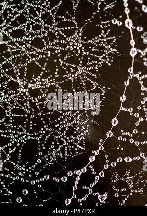 Berijpte spinnenweb, smerigliato spider web Foto Stock