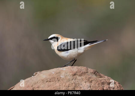 Maschio adulto Western Black-eared culbianco (Oenanthe hispanica) Foto Stock