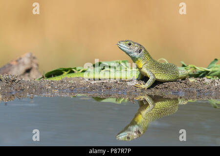 Western maschio Ramarro, Mannetje Westelijke smaragdhagedis Foto Stock