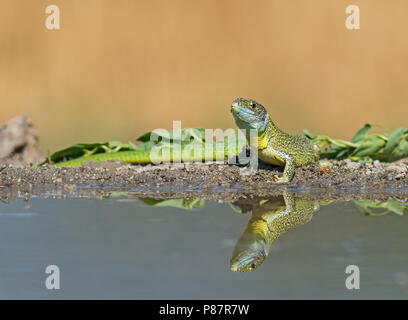 Western maschio Ramarro, Mannetje Westelijke smaragdhagedis Foto Stock