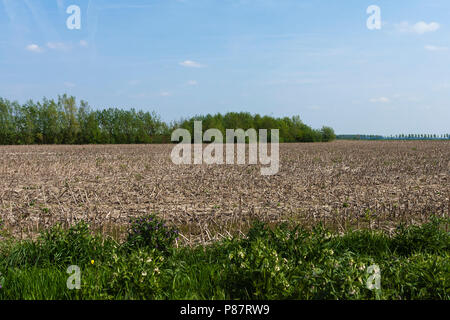 Terreni agricoli a annegato Land Saeftinghe Foto Stock