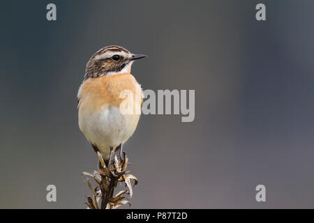 (Whinchat Saxicola rubetra), Polonia, maschio adulto Foto Stock