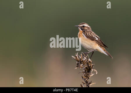 (Whinchat Saxicola rubetra), Polonia, maschio adulto Foto Stock