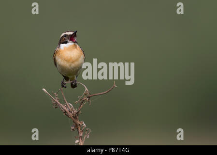 (Whinchat Saxicola rubetra), Polonia, maschio adulto Foto Stock