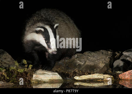 Europese Das bij acqua, European Badger in prossimità di acqua Foto Stock