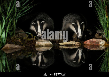 Europese Das bij acqua, European Badger in prossimità di acqua Foto Stock