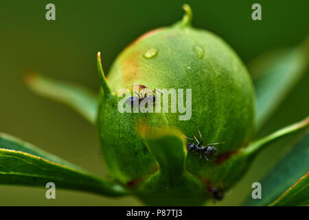 Le gocce di pioggia sono visibili sul bianco peonia bud. Le formiche strisciano sul bud. Marco, la natura, i fiori, la Russia, la regione di Mosca, Shatura.Non soffiati peonia bianca Foto Stock