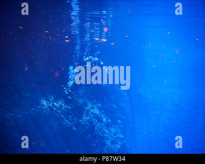 Praticare immersioni e snorkeling, misteriosa laguna, bellissima laguna trasparente di acqua turchese, situato nella città di Bonito, Mato Grosso Foto Stock