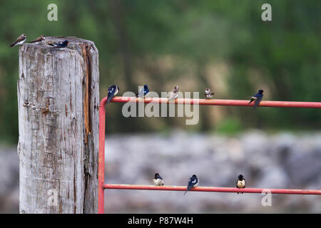 Barn Swallow - Rauchschwalbe - Hirundo rustica ssp. rustica, Austria con sabbia Martins Foto Stock