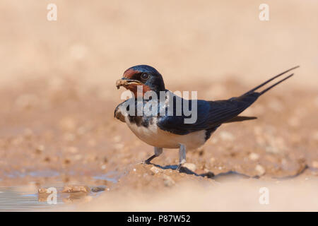 Barn Swallow - Rauchschwalbe - Hirundo rustica ssp. rustica, Croazia, per adulti Foto Stock