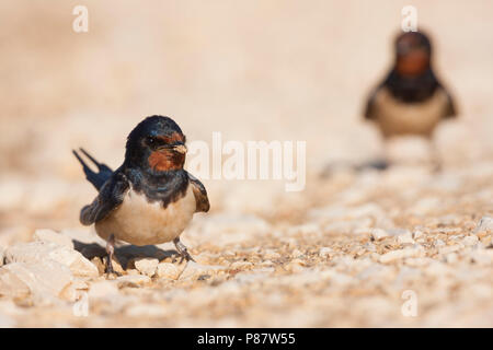 Barn Swallow - Rauchschwalbe - Hirundo rustica ssp. rustica, Croazia, per adulti Foto Stock